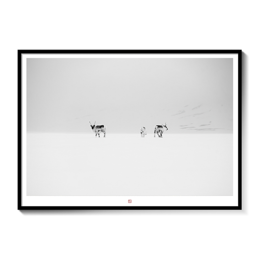 Svalbard Reindeers | Fine Art Print